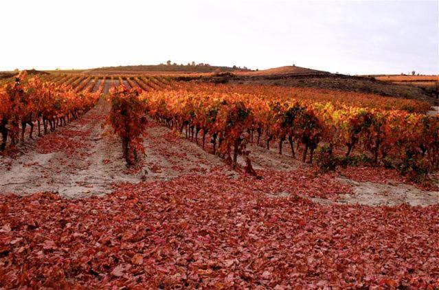 Maison Vigneronne De Bonne Maman - Climatisee Cesseras Экстерьер фото